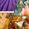 ЗАКЛЮЧИТЕЛНА КОНФЕРЕНЦИЯ QUALFARM